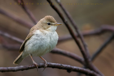 Booted Warbler (Iduna caligata)