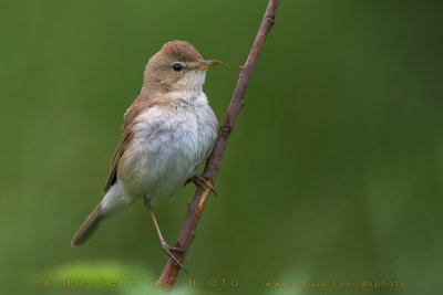 Booted Warbler (Iduna caligata)