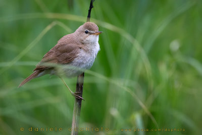 Booted Warbler (Iduna caligata)