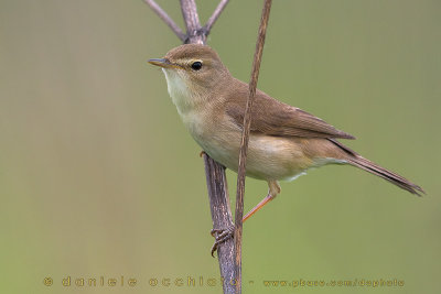 Booted Warbler (Iduna caligata)