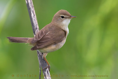 Booted Warbler (Iduna caligata)