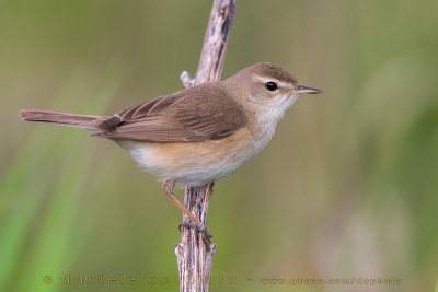 Booted Warbler (Iduna caligata)