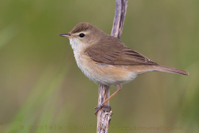 Booted Warbler (Canapino asiatico)
