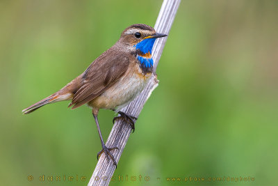 Bluethroat (Luscinia svecica svecica)