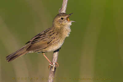 Grasshopper Warbler (Locustella naevia straminea)