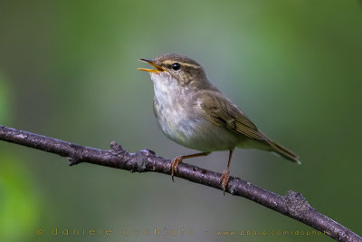 Arctic Warbler (Phylloscopus borealis)