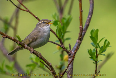 Arctic Warbler (Phylloscopus borealis)