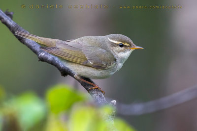 Arctic Warbler (Phylloscopus borealis)