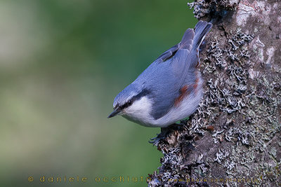 'Siberian' Nuthatch (Sitta europaea asiatica)