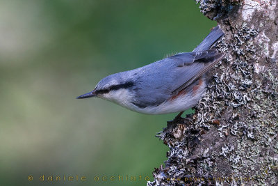 'Siberian' Nuthatch (Sitta europaea asiatica)