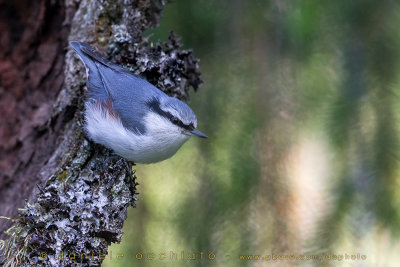 'Siberian' Nuthatch (Sitta europaea asiatica)