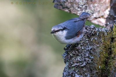 'Siberian' Nuthatch (Sitta europaea asiatica)