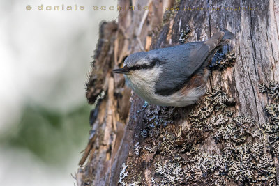 'Siberian' Nuthatch (Sitta europaea asiatica)