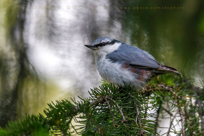 'Siberian' Nuthatch (Sitta europaea asiatica)