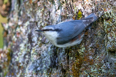 'Siberian' Nuthatch (Sitta europaea asiatica)