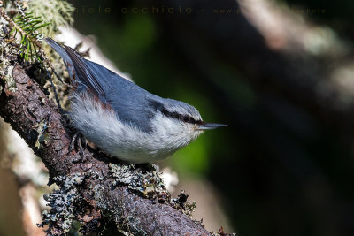 'Siberian' Nuthatch (Sitta europaea asiatica)