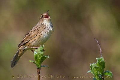 Lanceolated Warbler (Locustella lanceolata)