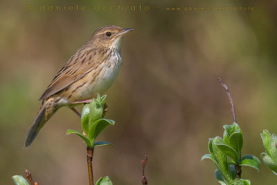 Lanceolated Warbler (Locustella lanceolata)