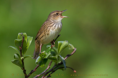 Lanceolated Warbler (Locustella lanceolata)