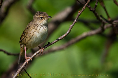 Lanceolated Warbler (Locustella lanceolata)