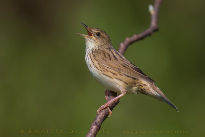 Lanceolated Warbler (Locustella lanceolata)