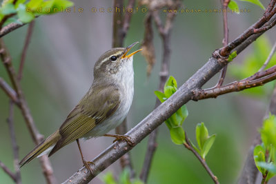 Arctic Warbler (Phylloscopus borealis)