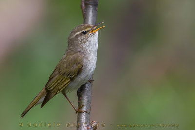 Arctic Warbler (Phylloscopus borealis)