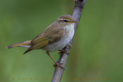 Arctic Warbler (Phylloscopus borealis)