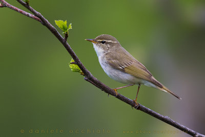 Arctic Warbler (Phylloscopus borealis)