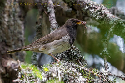 Black-throated Thrush (Turdus atrogularis)