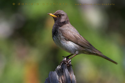 Black-throated Thrush (Turdus atrogularis)