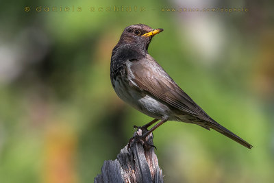 Black-throated Thrush (Turdus atrogularis)