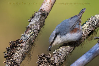 'Siberian' Nuthatch (Sitta europaea asiatica)