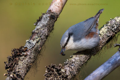 'Siberian' Nuthatch (Sitta europaea asiatica)