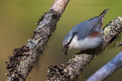 'Siberian' Nuthatch (Sitta europaea asiatica)