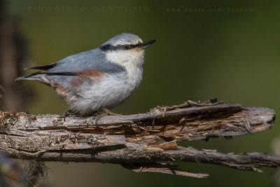 'Siberian' Nuthatch (Sitta europaea asiatica)