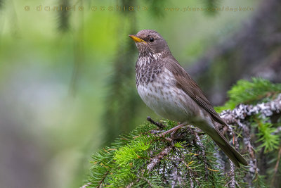 Black-throated Thrush (Turdus atrogularis)