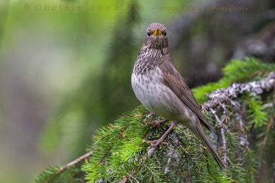 Black-throated Thrush (Turdus atrogularis)