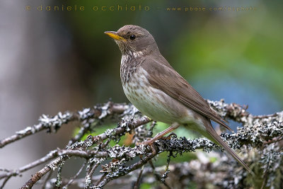 Black-throated Thrush (Turdus atrogularis)