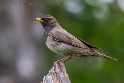 Black-throated Thrush (Turdus atrogularis)