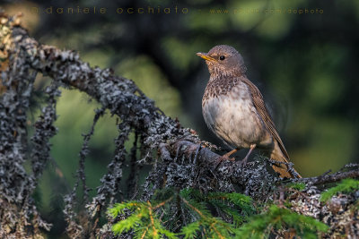 Black-throated Thrush (Turdus atrogularis)