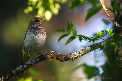 Black-throated Thrush (Turdus atrogularis)