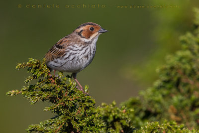 Little Bunting (Emberiza pusilla)