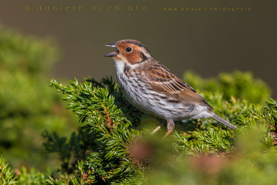 Little Bunting (Emberiza pusilla)