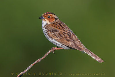 Little Bunting (Emberiza pusilla)