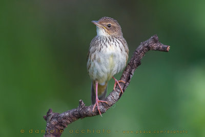 Lanceolated Warbler (Locustella lanceolata)