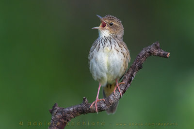 Lanceolated Warbler (Locustella lanceolata)