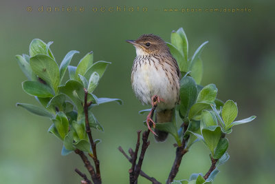 Lanceolated Warbler (Locustella lanceolata)