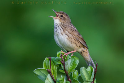 Lanceolated Warbler (Locustella lanceolata)