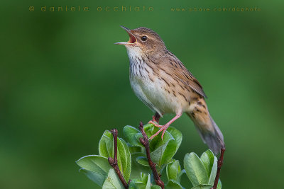 Lanceolated Warbler (Locustella lanceolata)